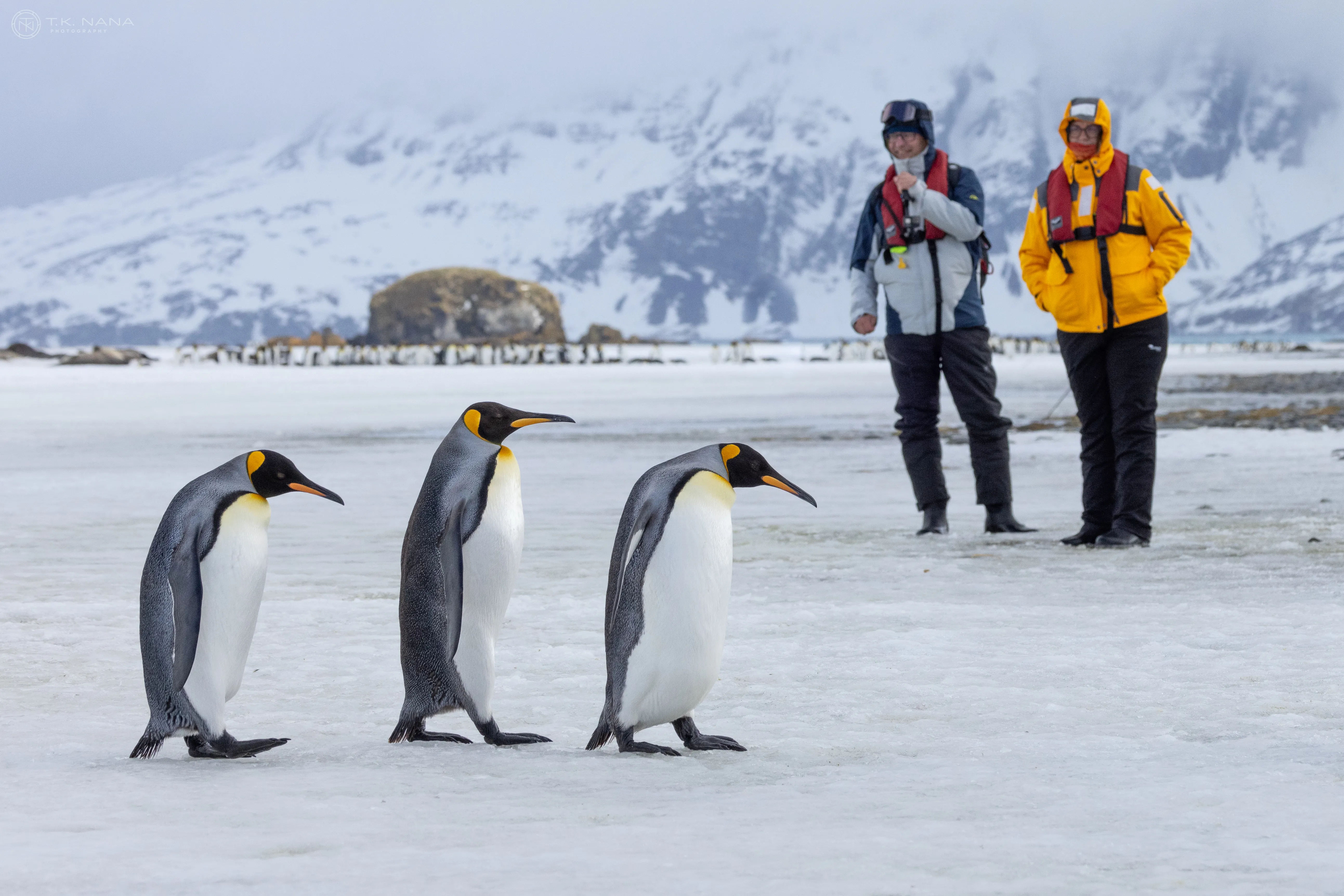 A seal asleep on the snow in Antarctica, travelers in bright jackets blurred behind it