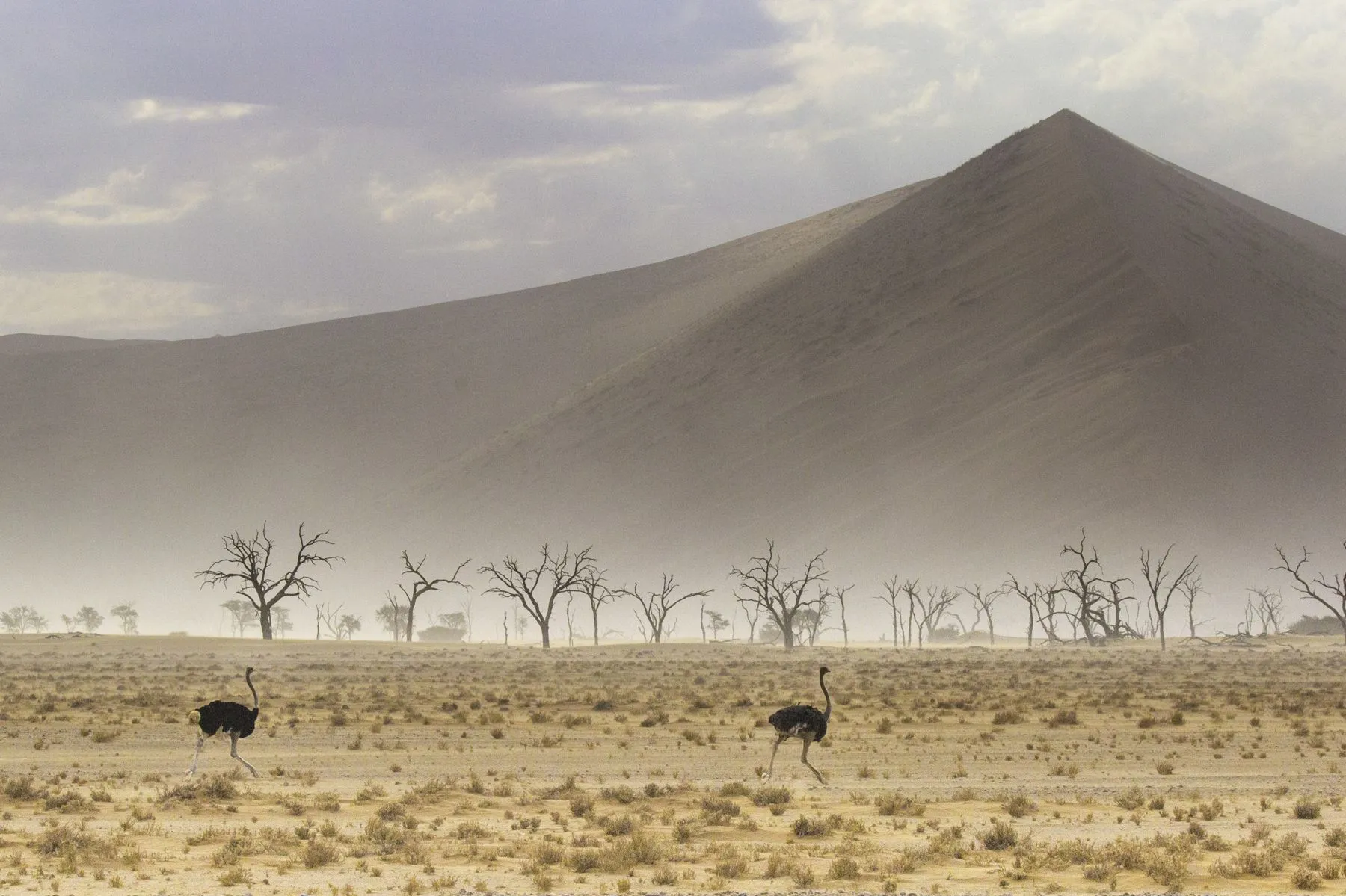 Ostriches crossing the gravel plain below a dune in the Namib