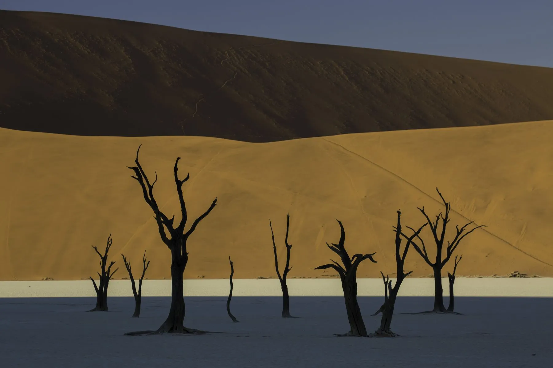 Dead camelthorn trees on the white pan at Deadvlei, red dune behind