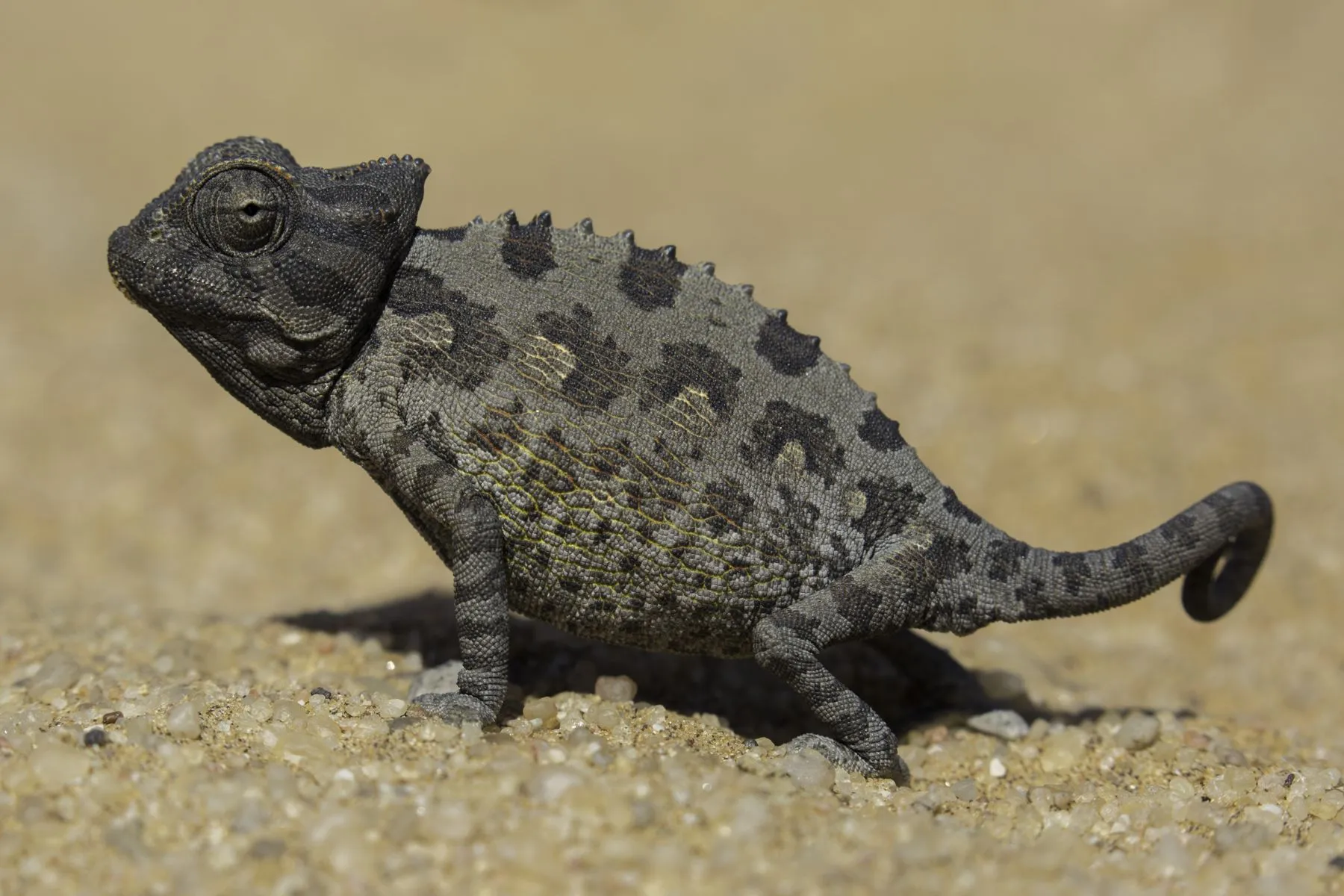 A Namaqua chameleon on the sand