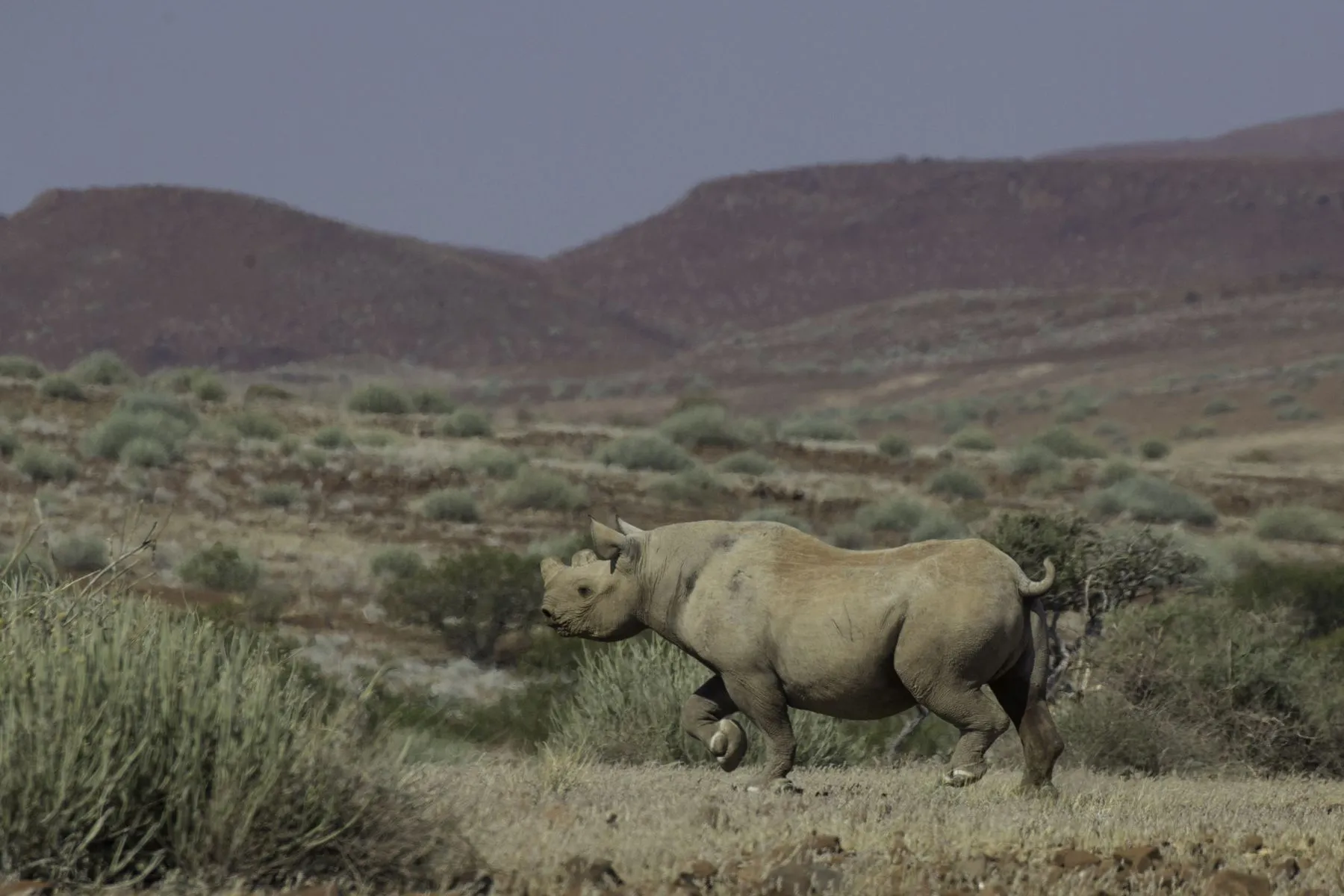 A desert-adapted black rhino in scrubland
