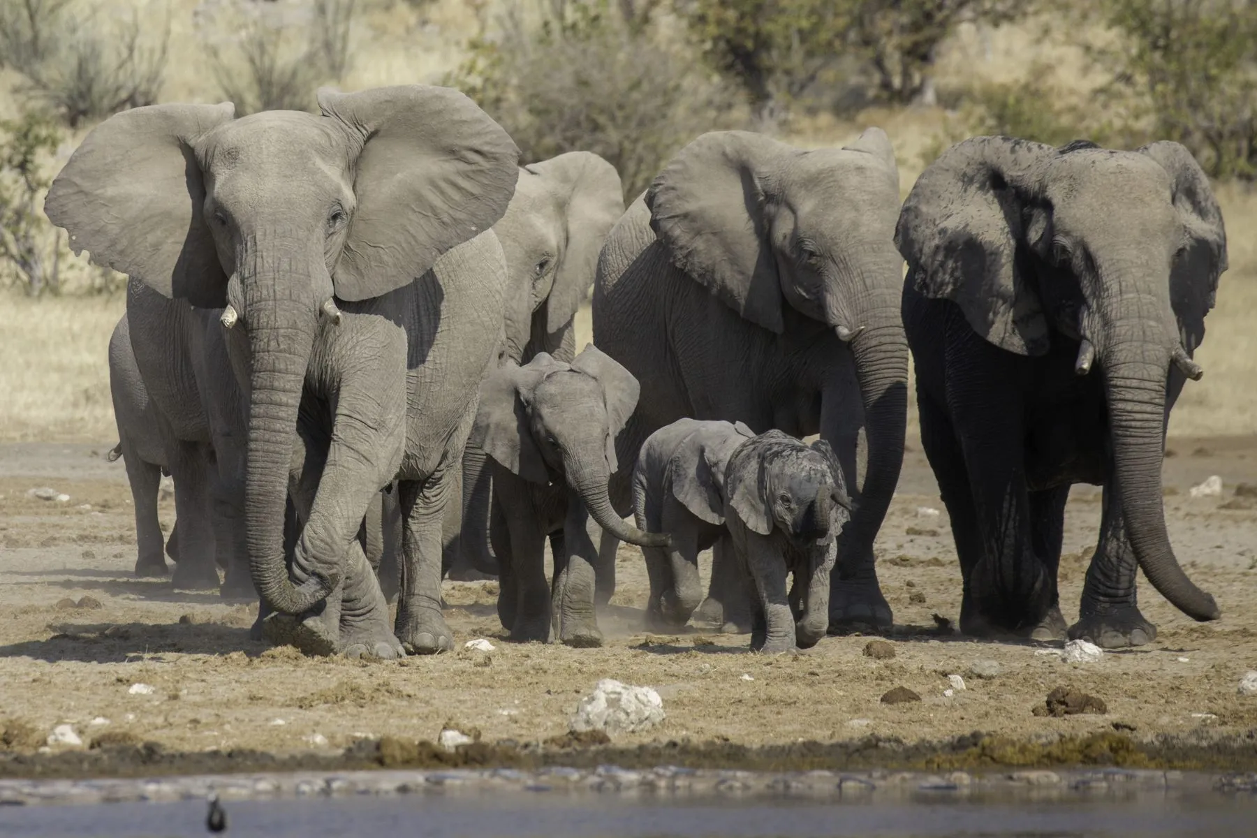 A herd of elephants with calves at a waterhole in Etosha
