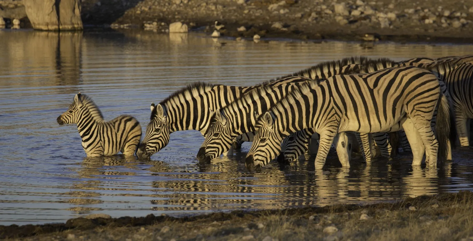 Zebras drinking in a line at a waterhole