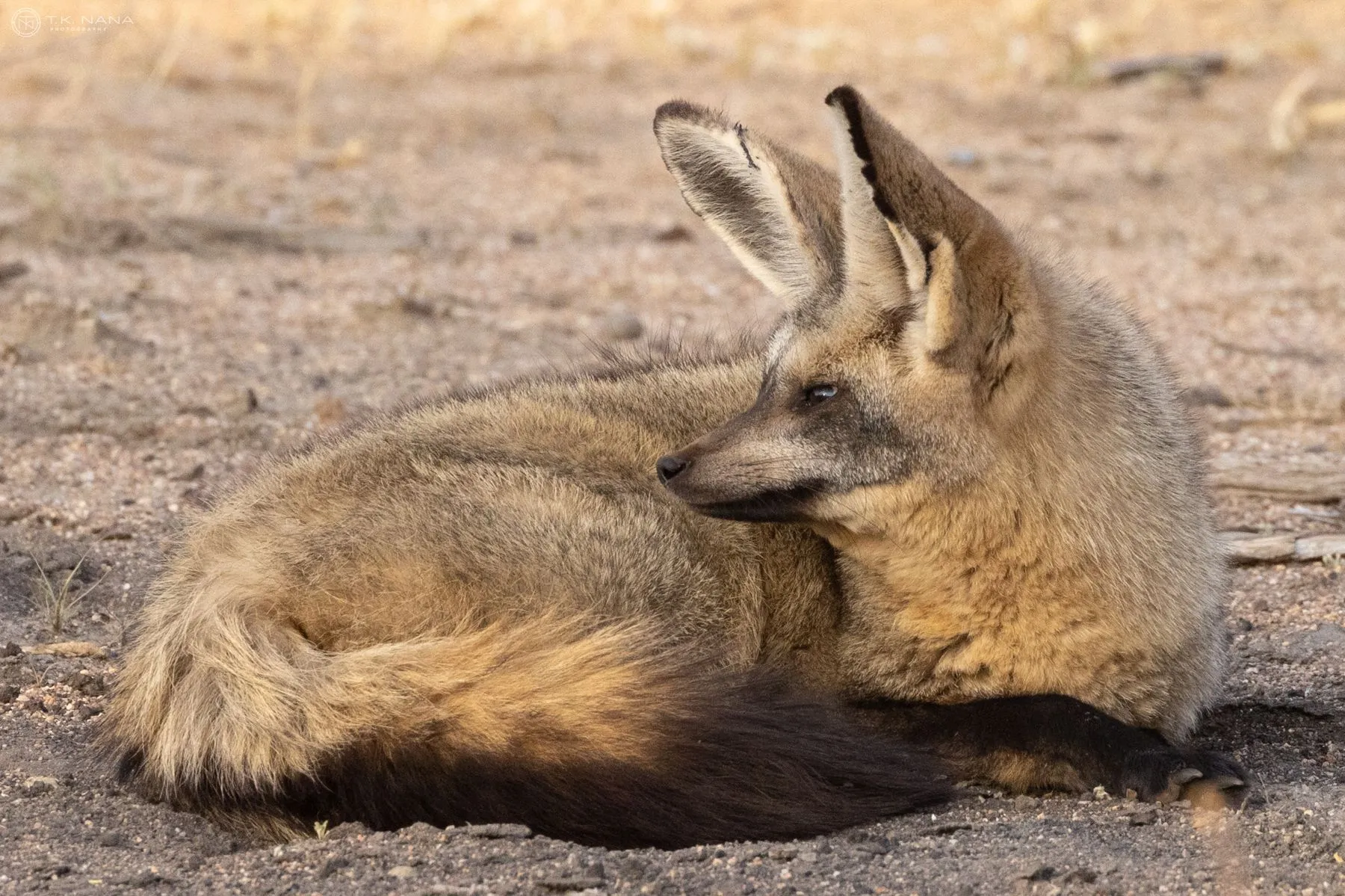 A bat-eared fox resting on the sand