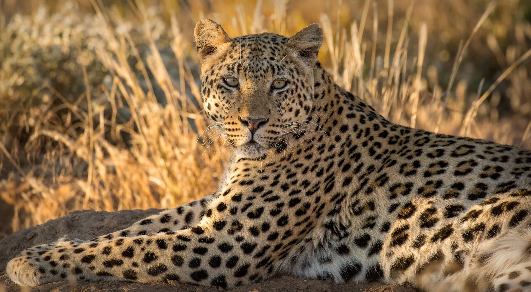 A leopard lying in golden grass