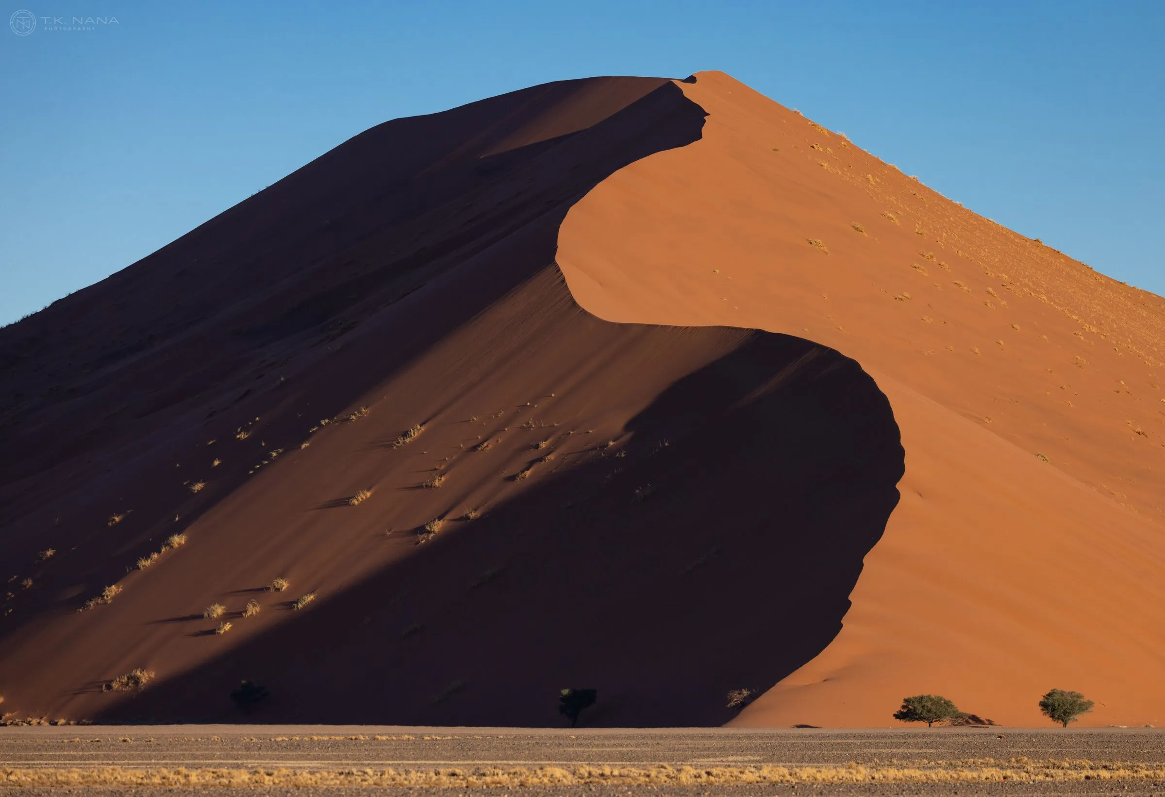 A red dune at Sossusvlei, Namibia, half in shadow along its curving crest, with acacia trees at its foot