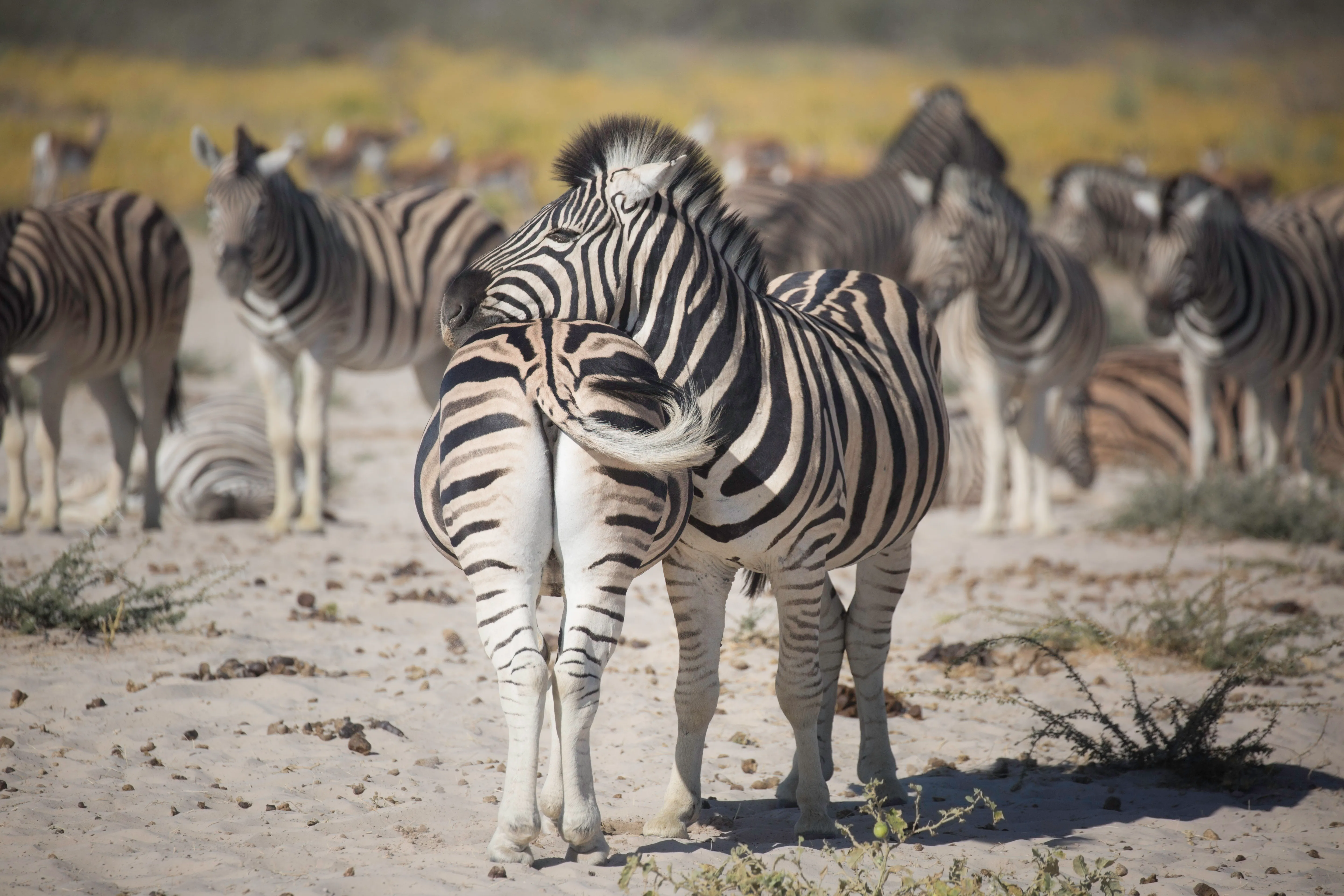 Two zebras resting their heads on each other
