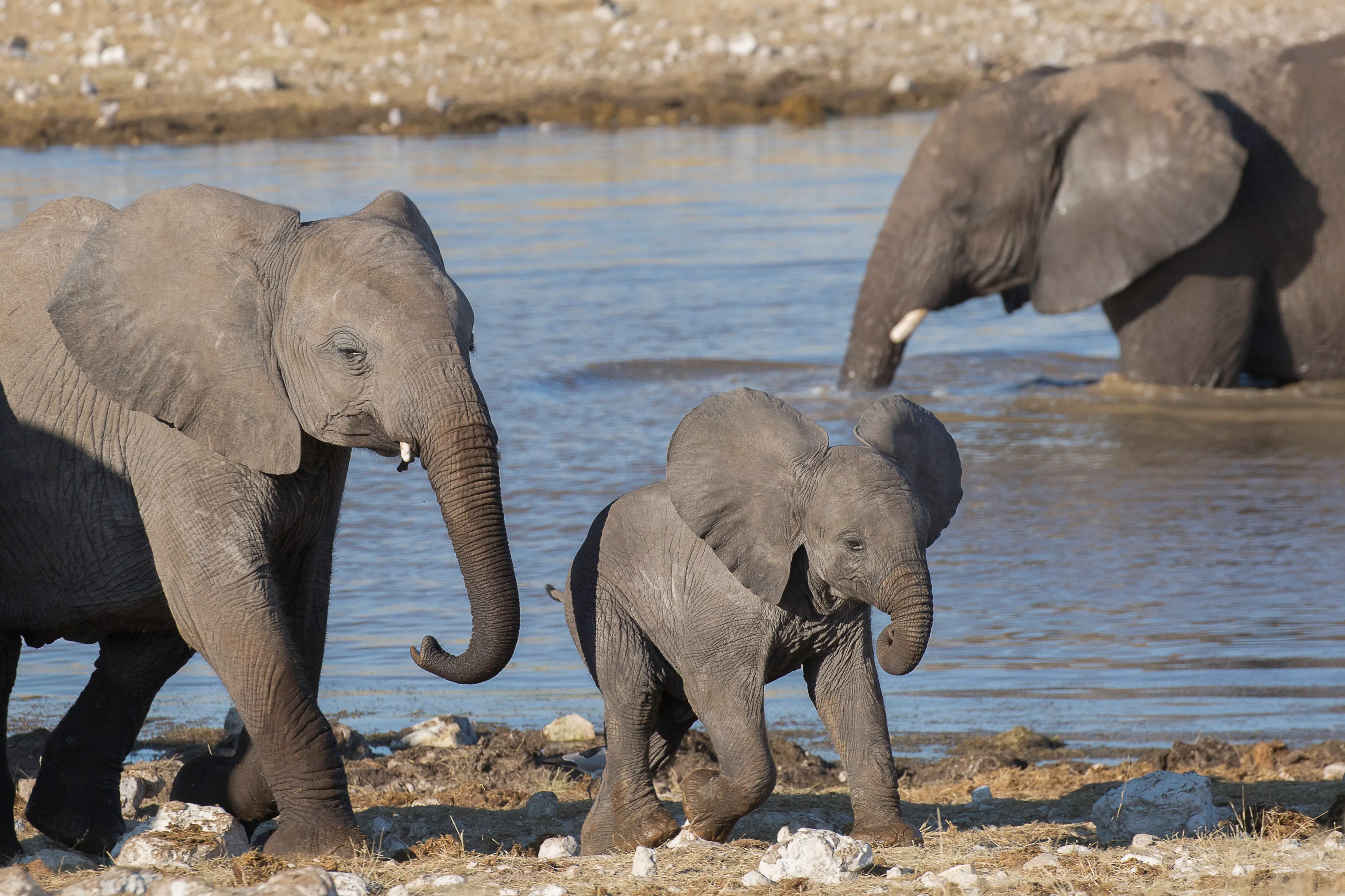 Desert-adapted elephants crossing a dry riverbed in Damaraland