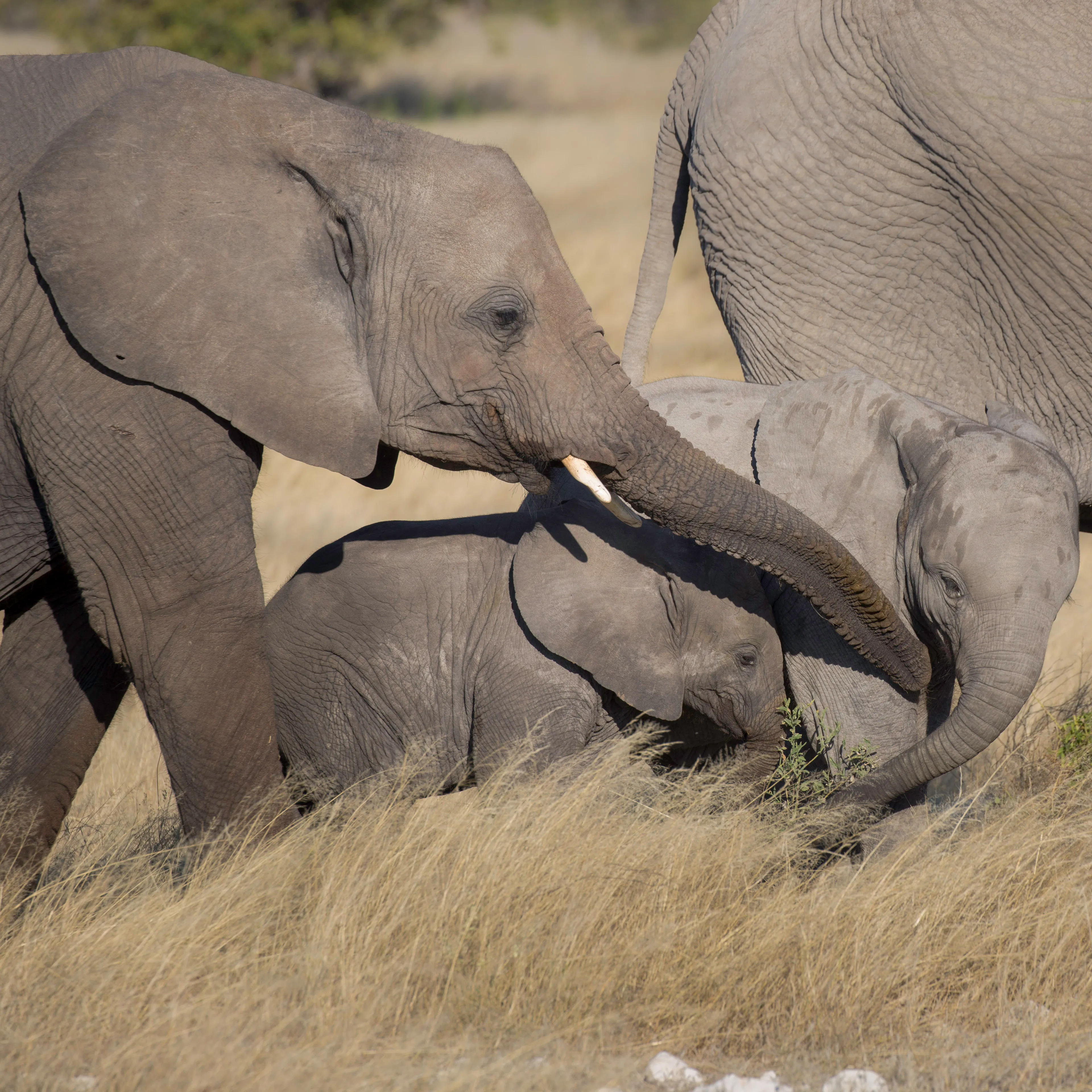 A young elephant reaching its trunk toward a calf in dry grass