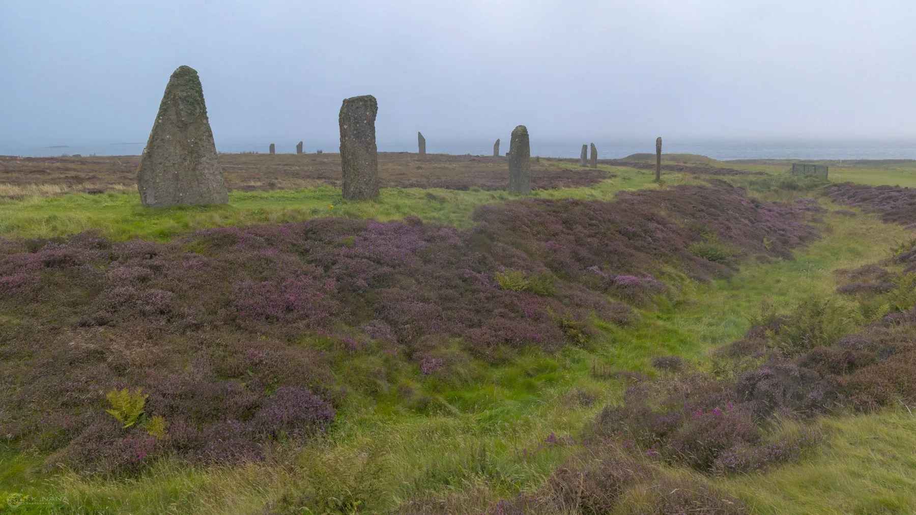 Standing stones of the Ring of Brodgar above purple heather