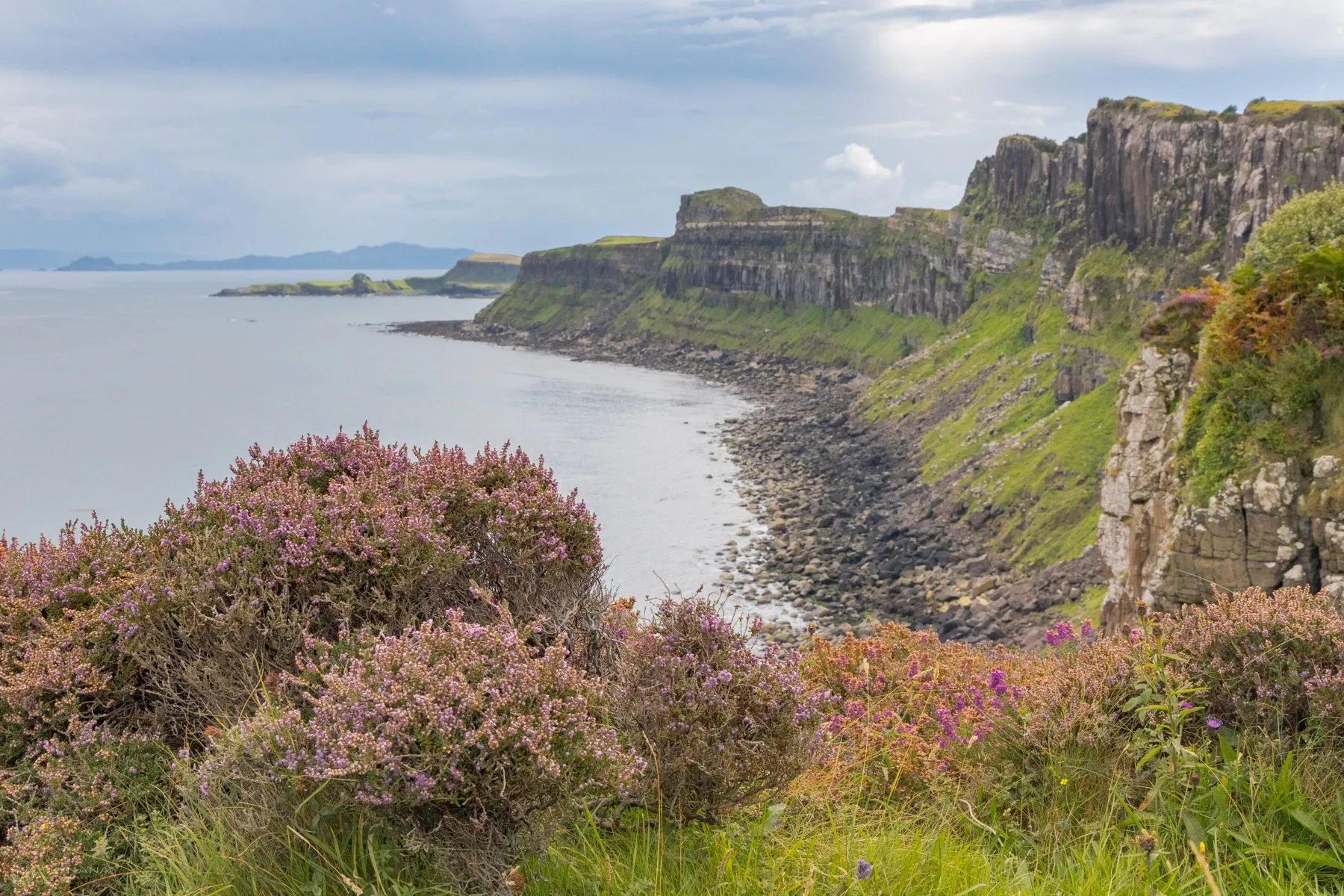 Heather in bloom above the basalt sea cliffs of Skye