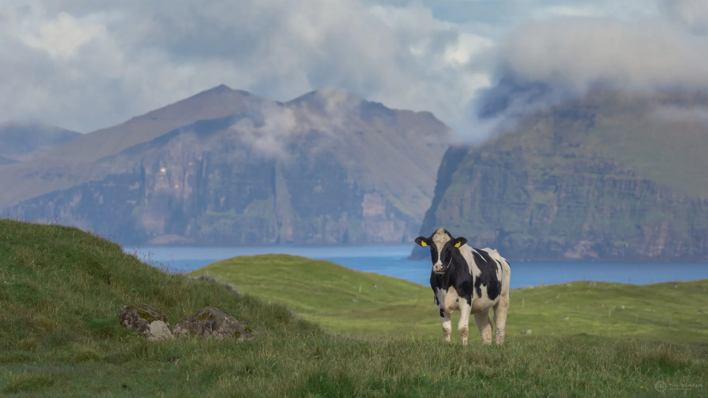 A black-and-white cow on a hillside above a fjord