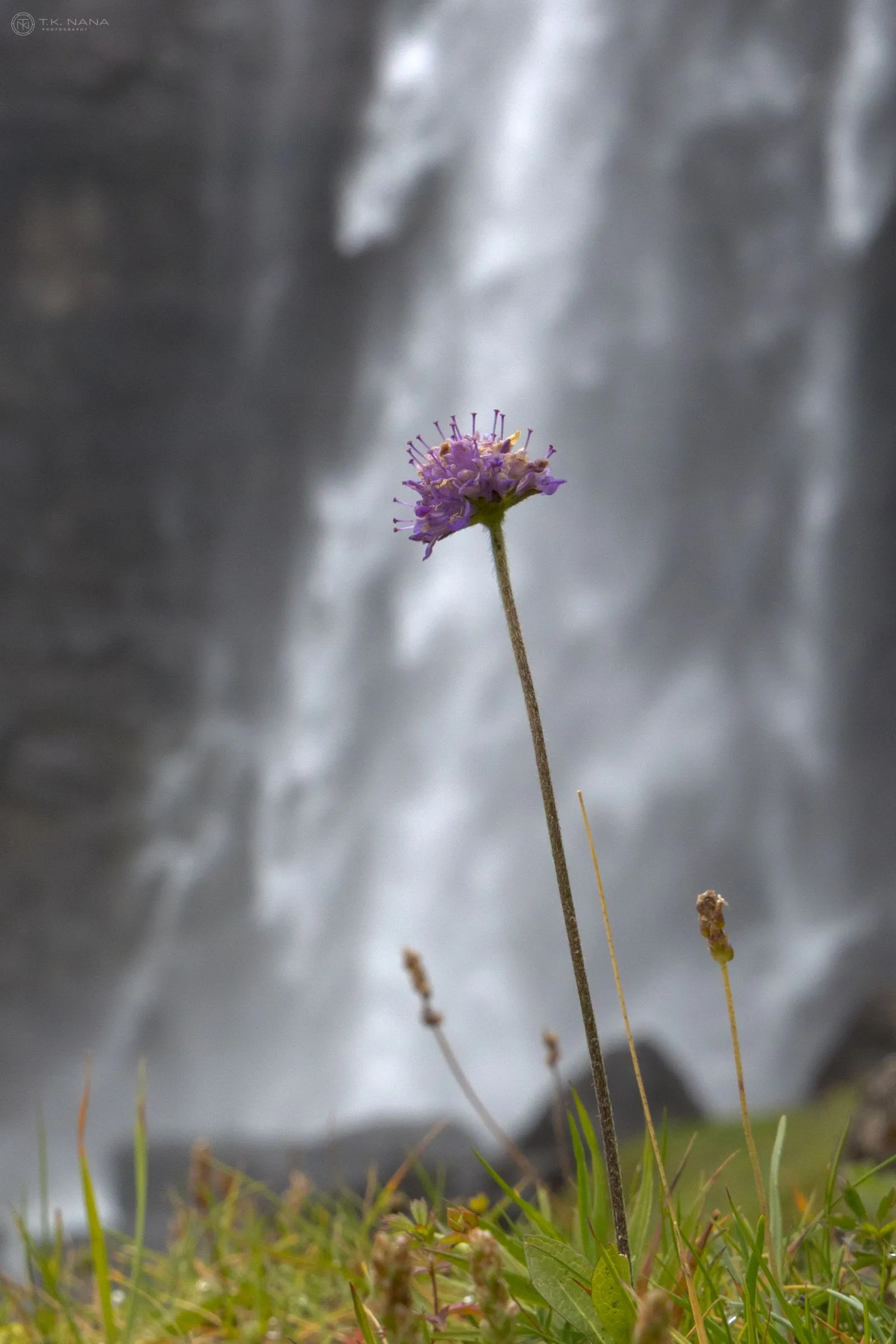 A thistle in front of the falling water at Fossá